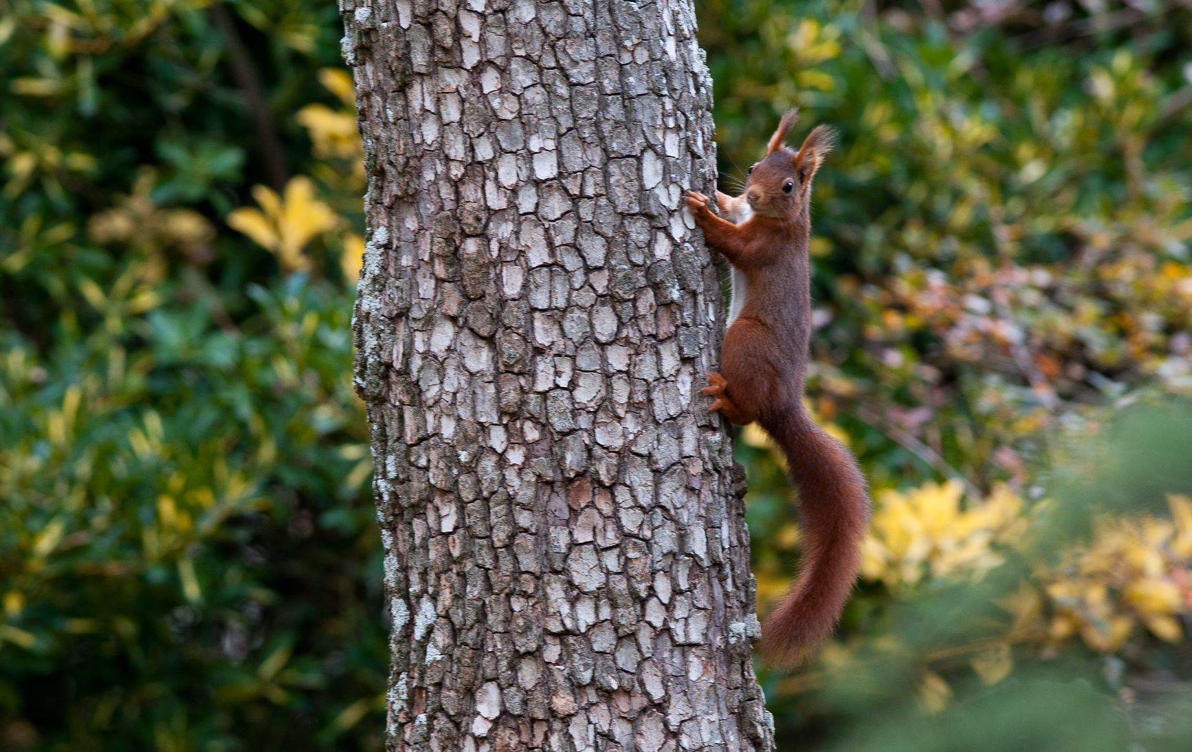 écureuil roux © Romain Baghi