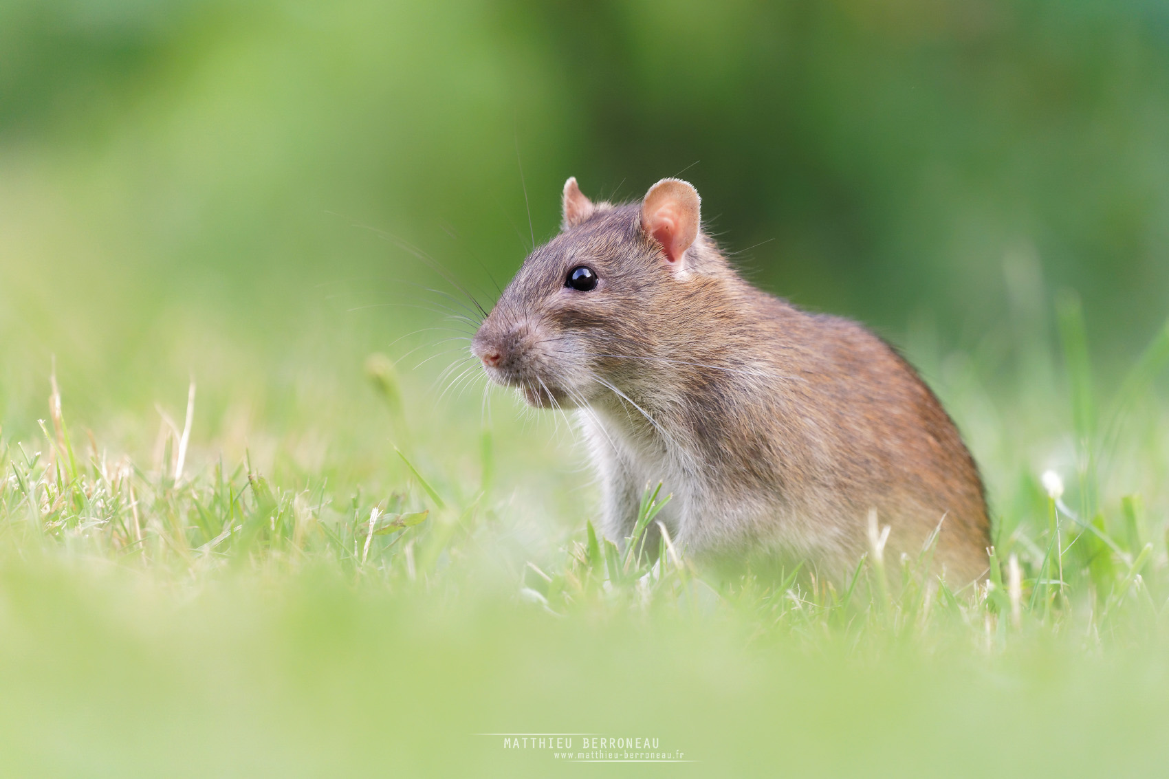 Rattus norvegicus © Matthieu Berroneau